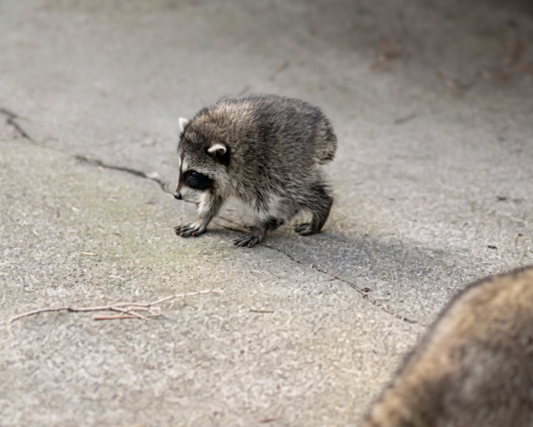 Jimothy the famous Ballard raccoon walking through a Seattle neighborhood, inspiring lessons about sudden business growth and financial planning.